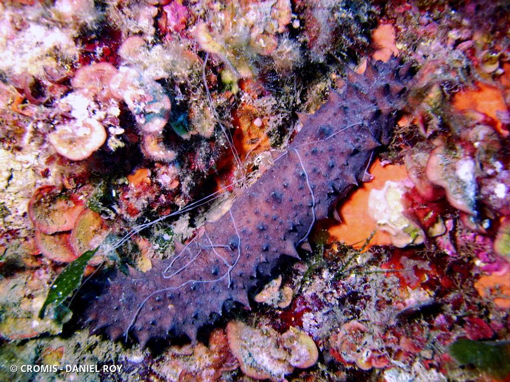Holothurie mamelonnée