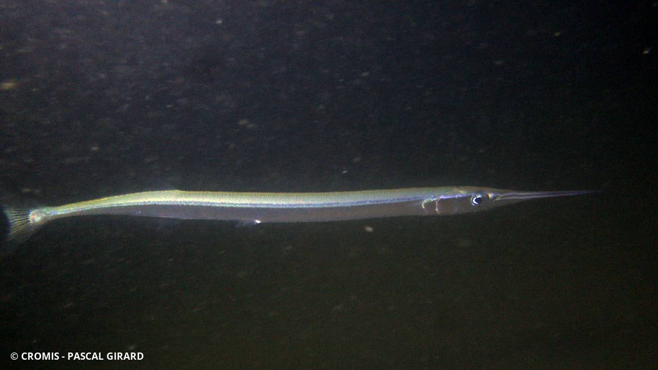 Orphie commune