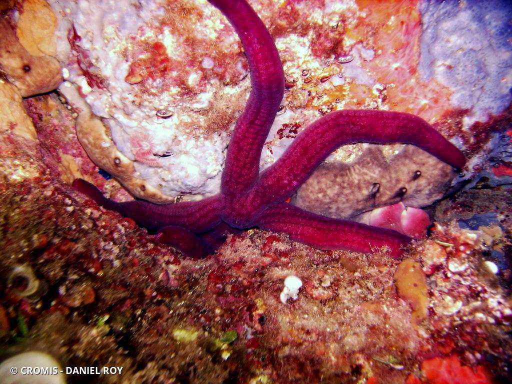 Etoile de mer violette
