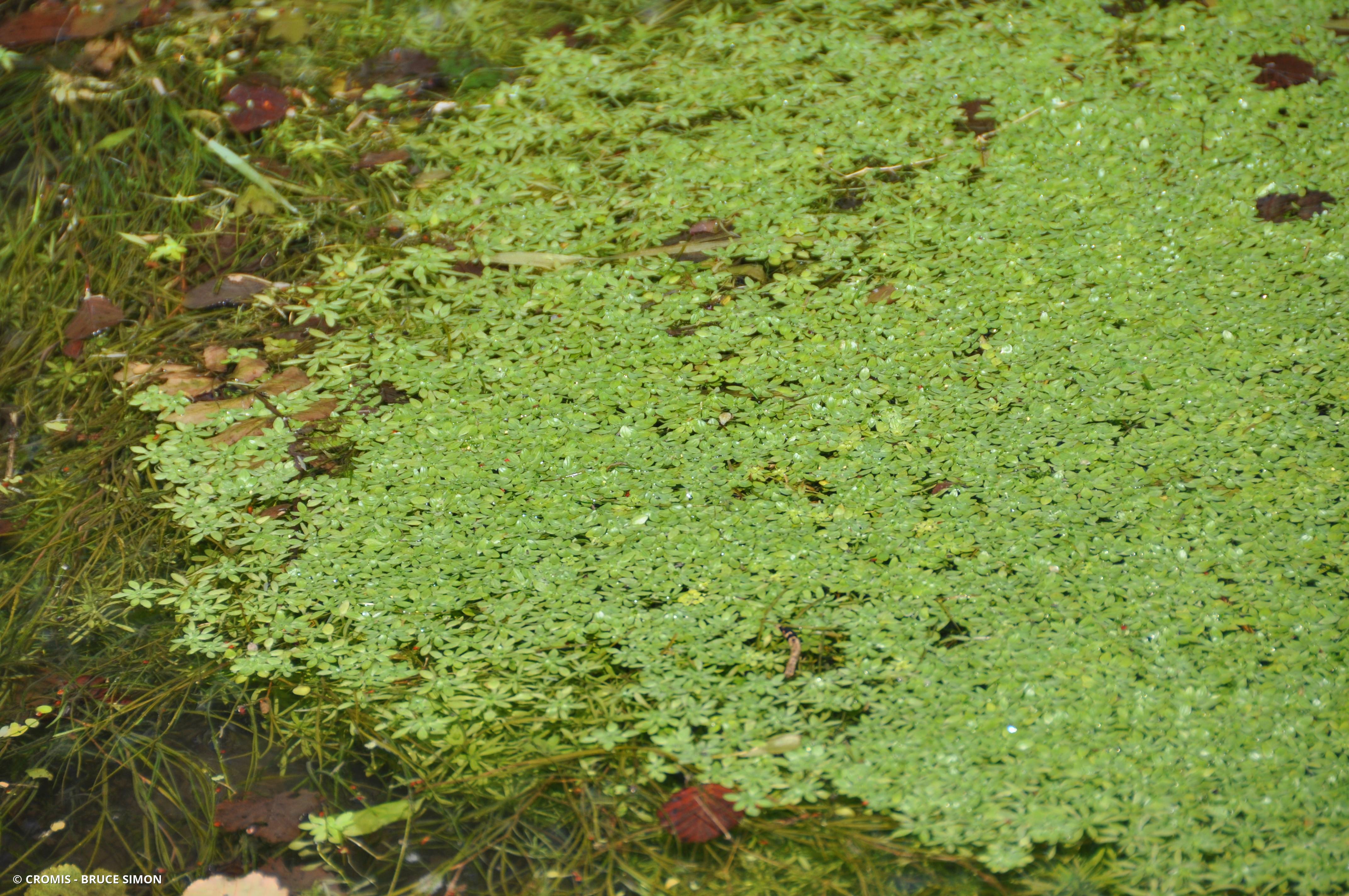 Callitriche