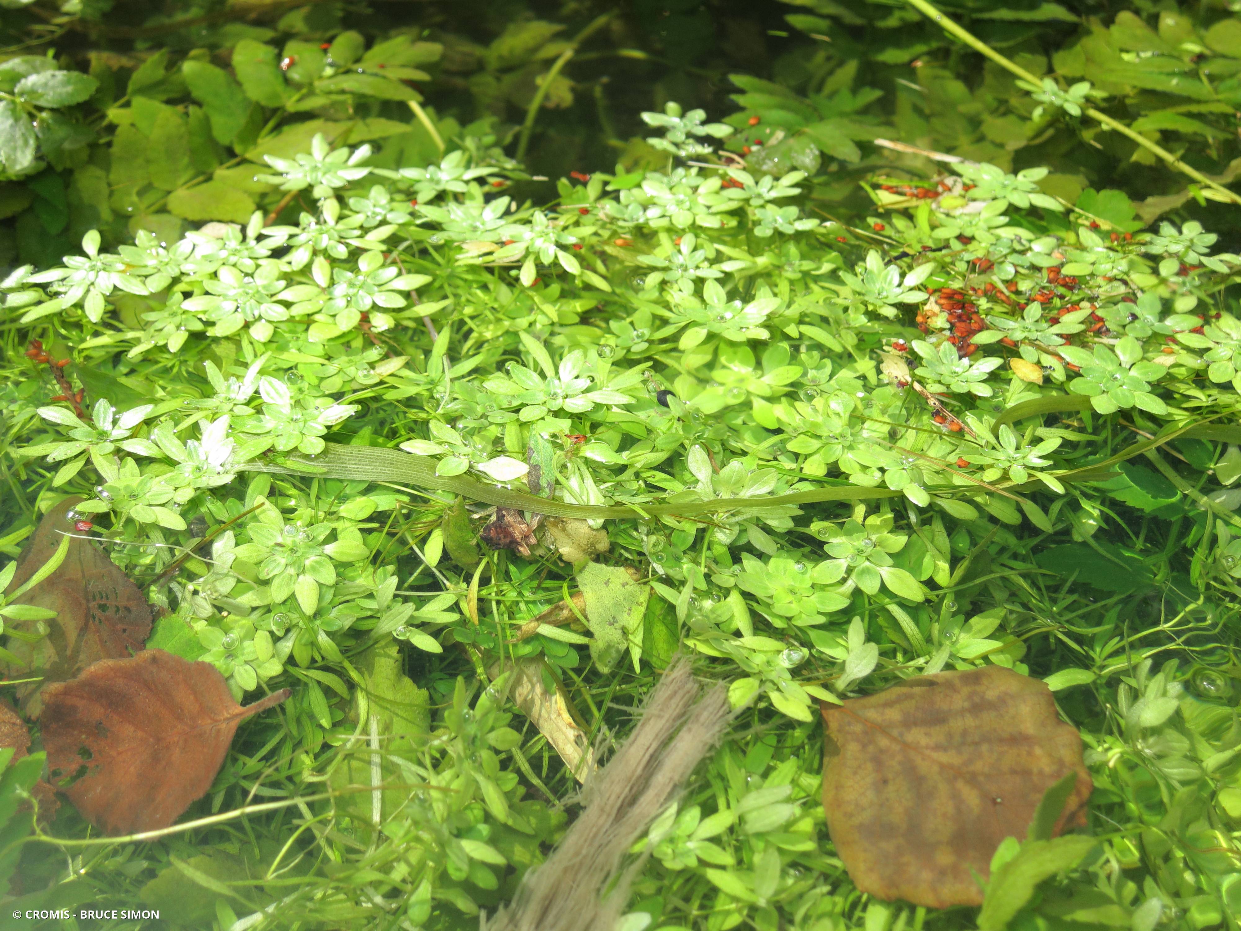 Callitriche