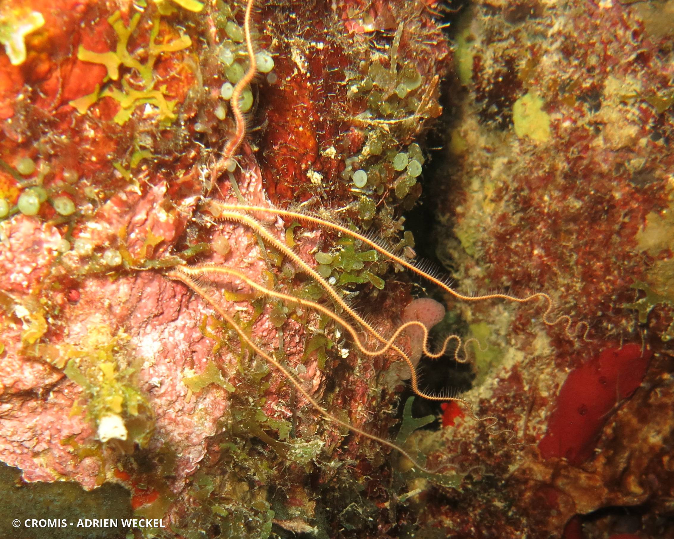Ophiure des Caraïbes