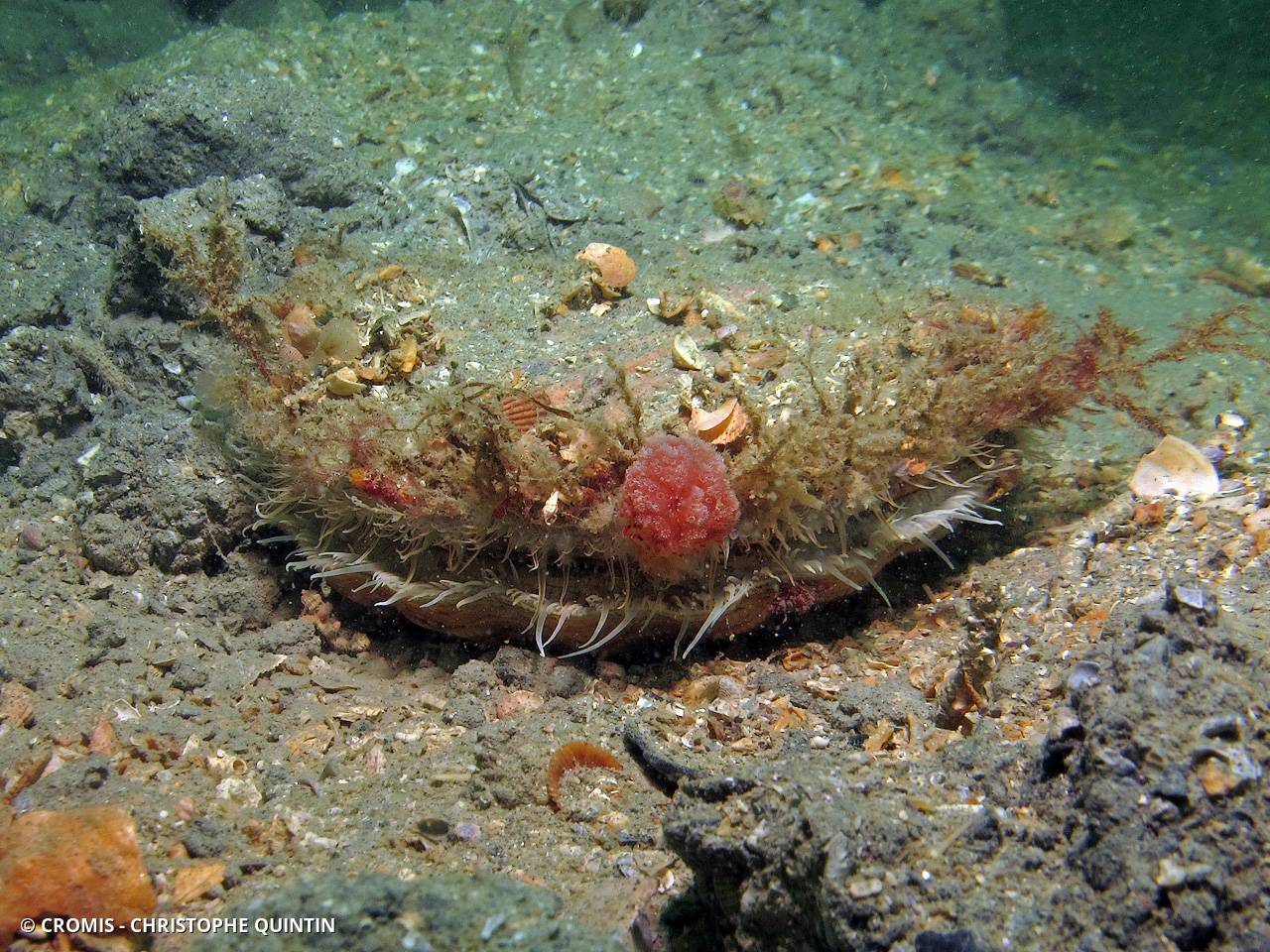 Coquille Saint-Jacques de l'Atlantique