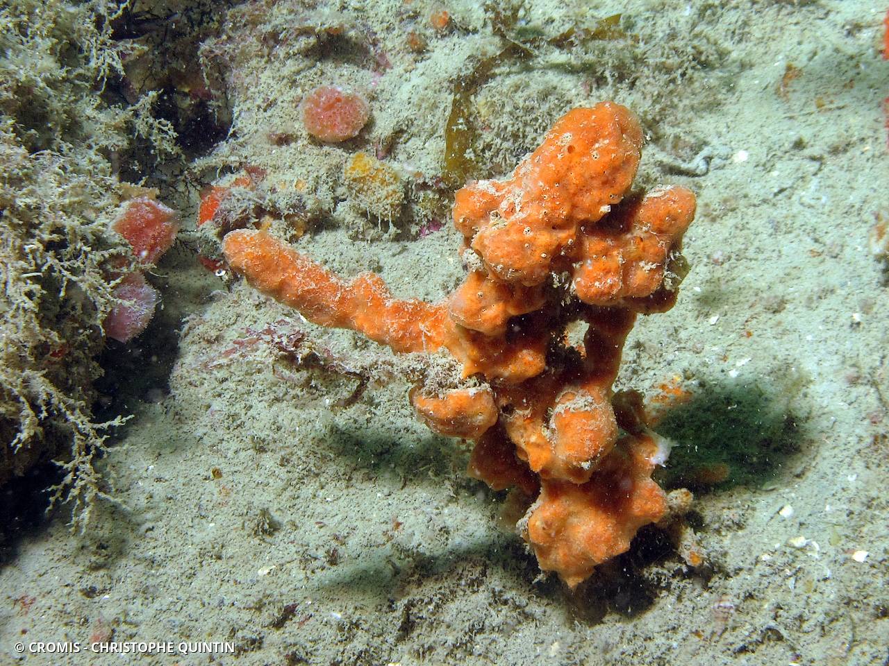 Clathria veinée