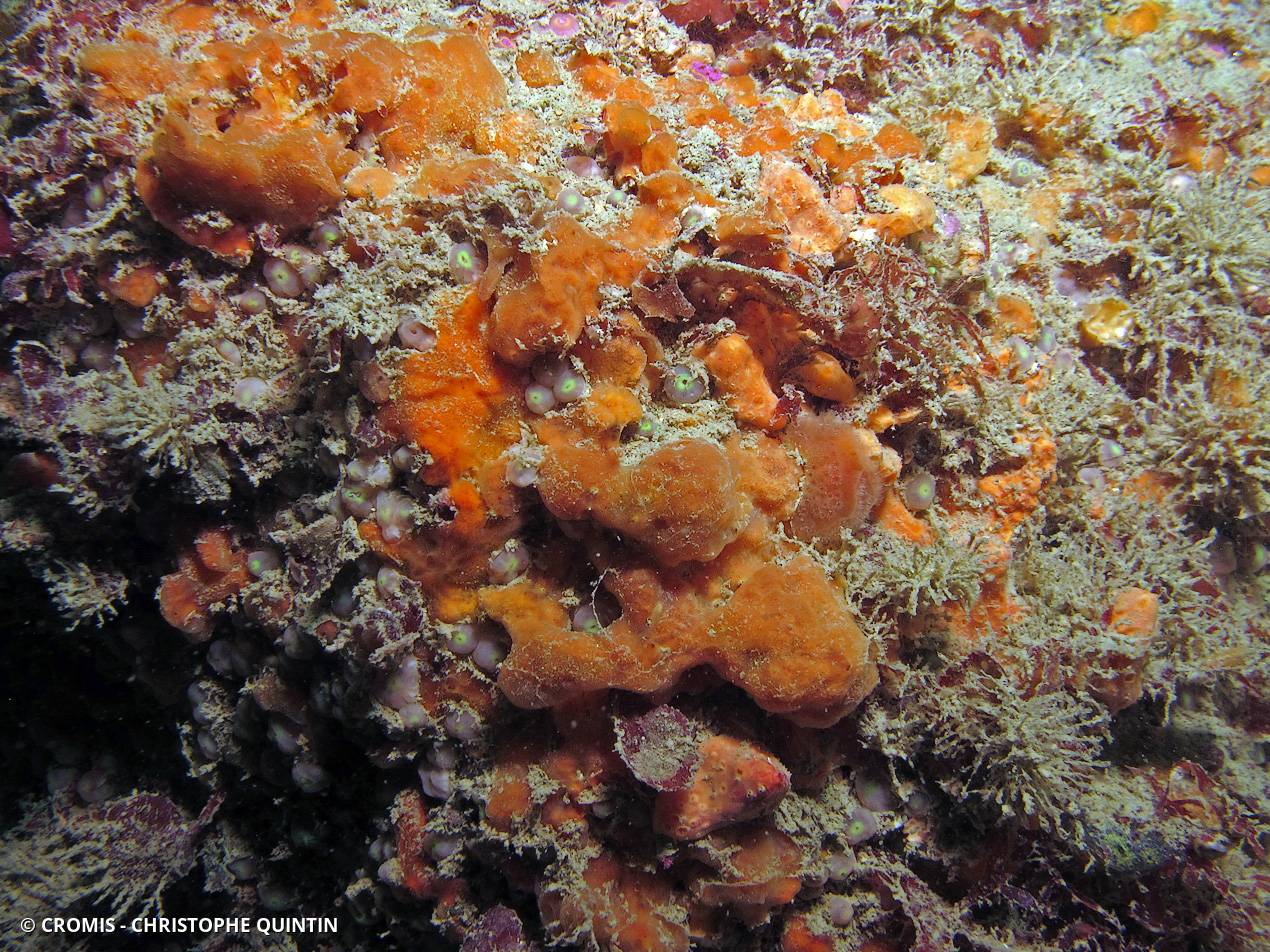Clathria veinée