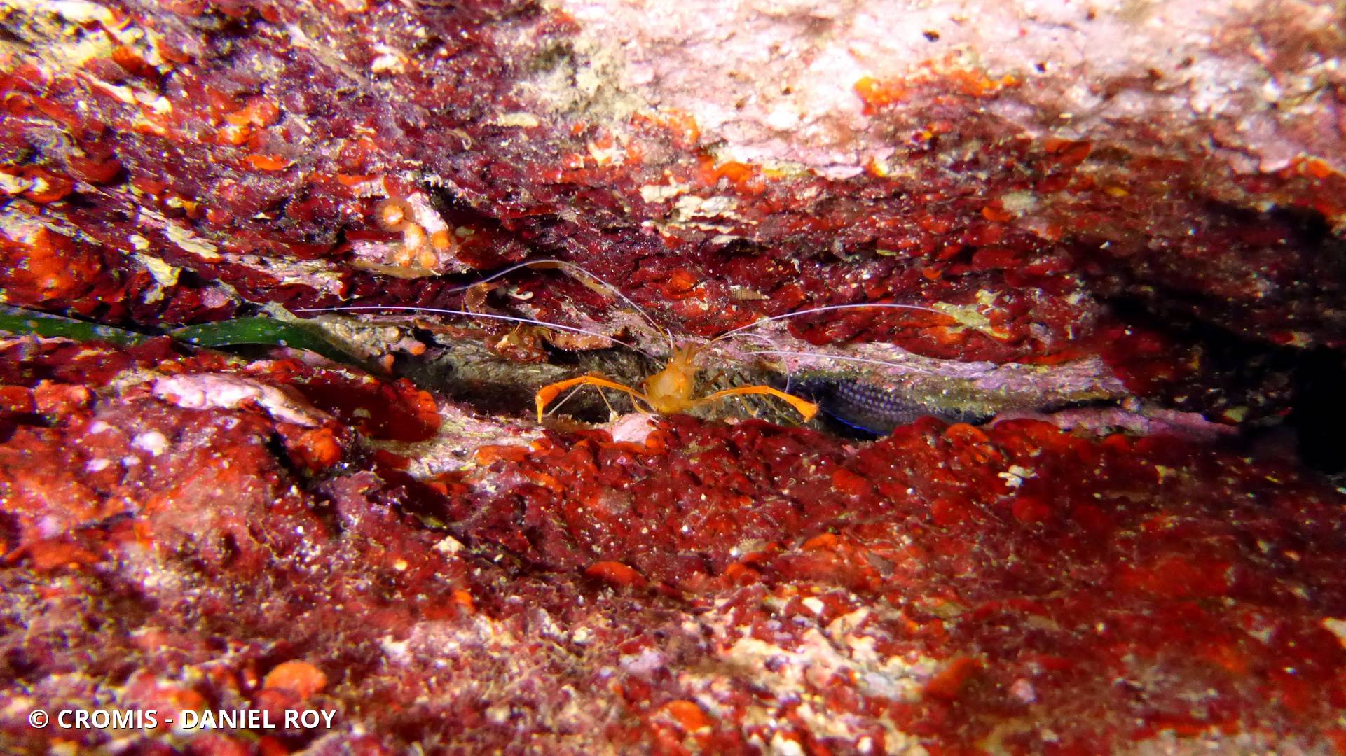 Crevette cavernicole jaune