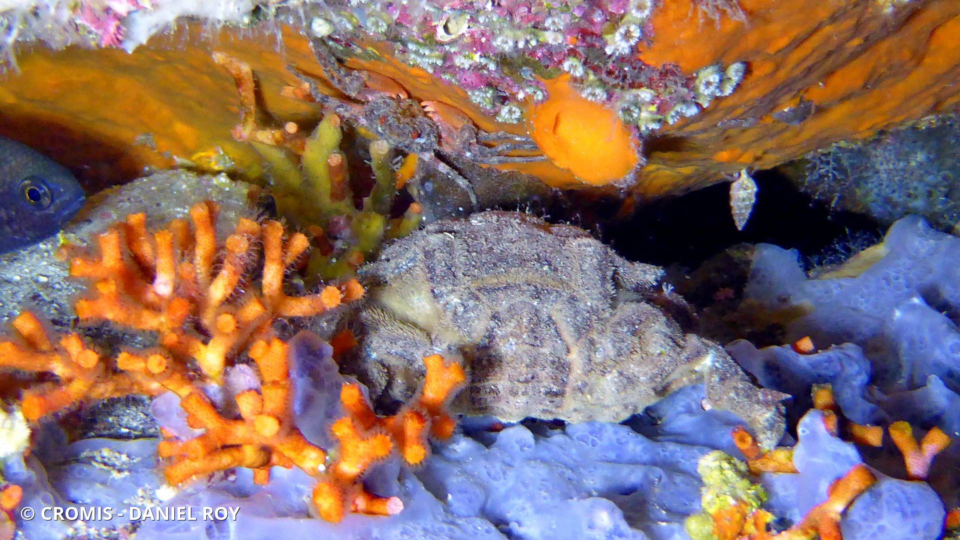 Araignée de mer ridée