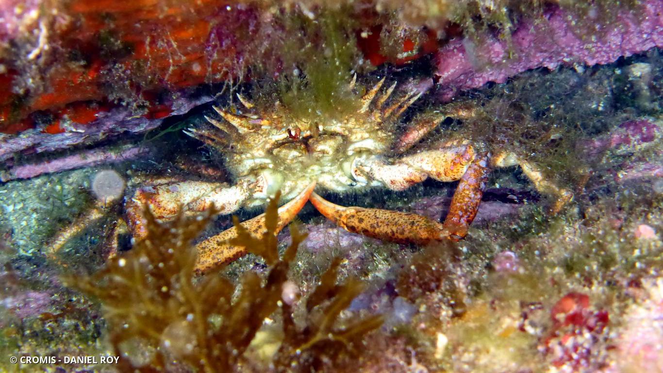 Grande araignée de Méditerranée