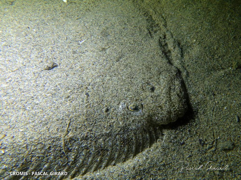 Turbot