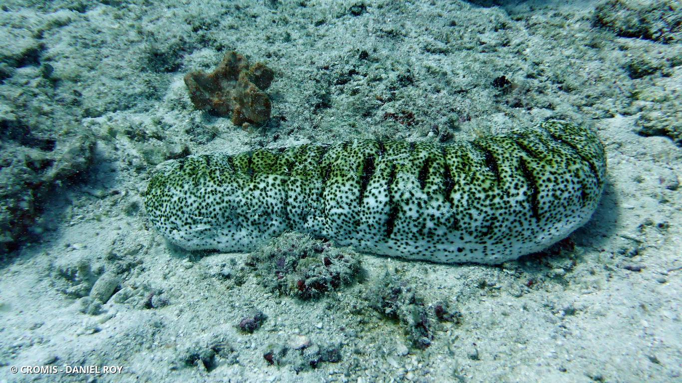 Holothurie bicolore