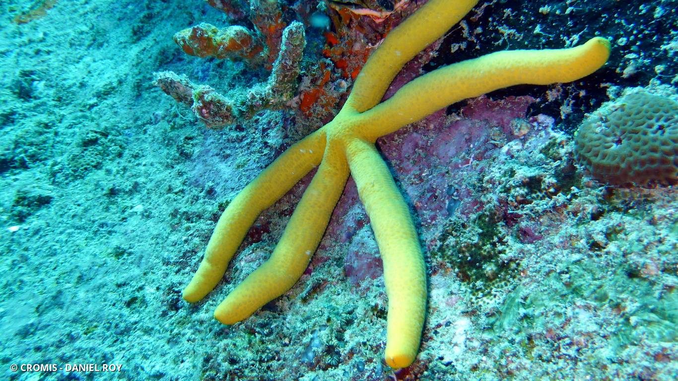 Etoile comète de Floride