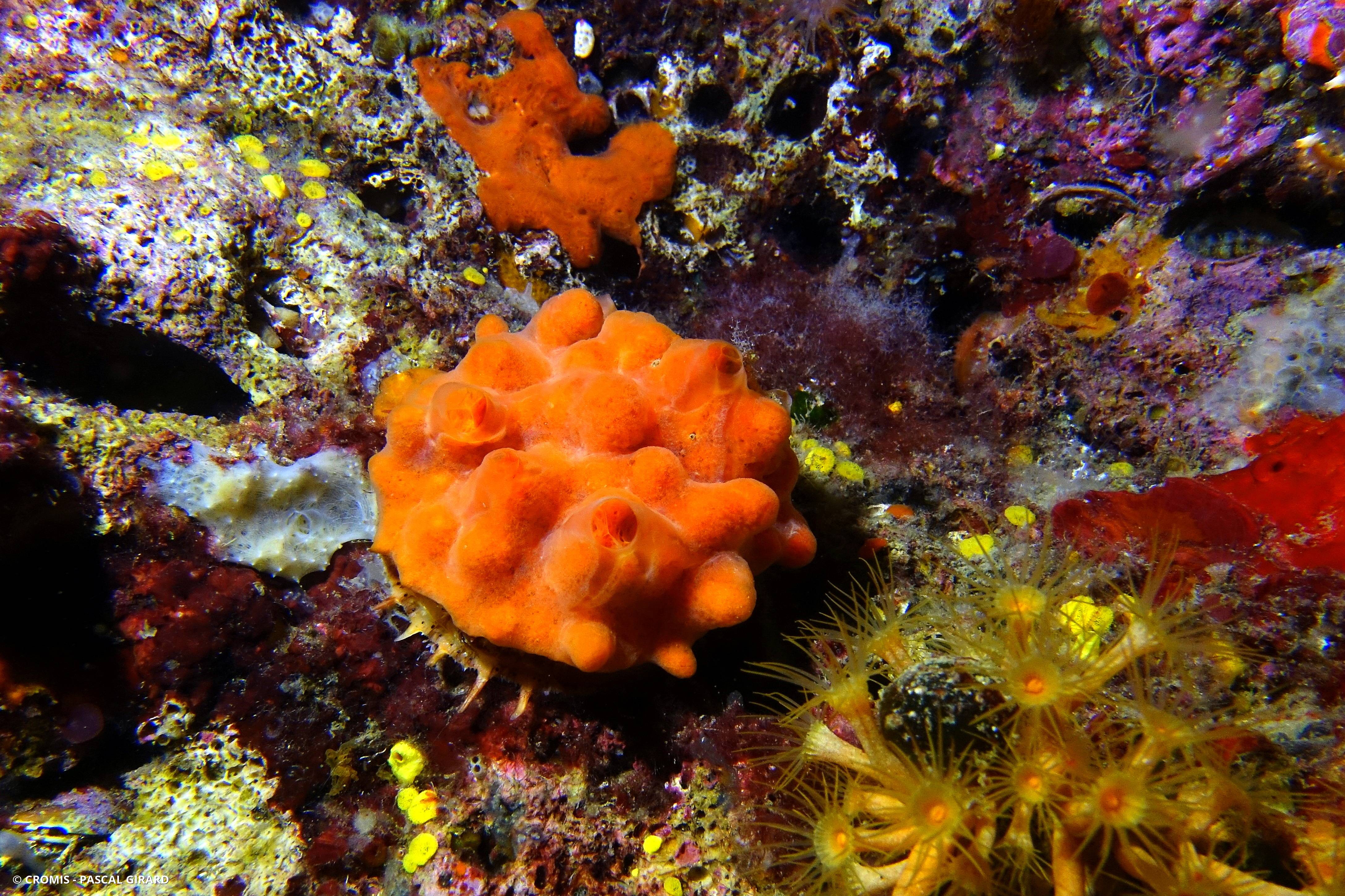 Spondyle pied-d'âne
