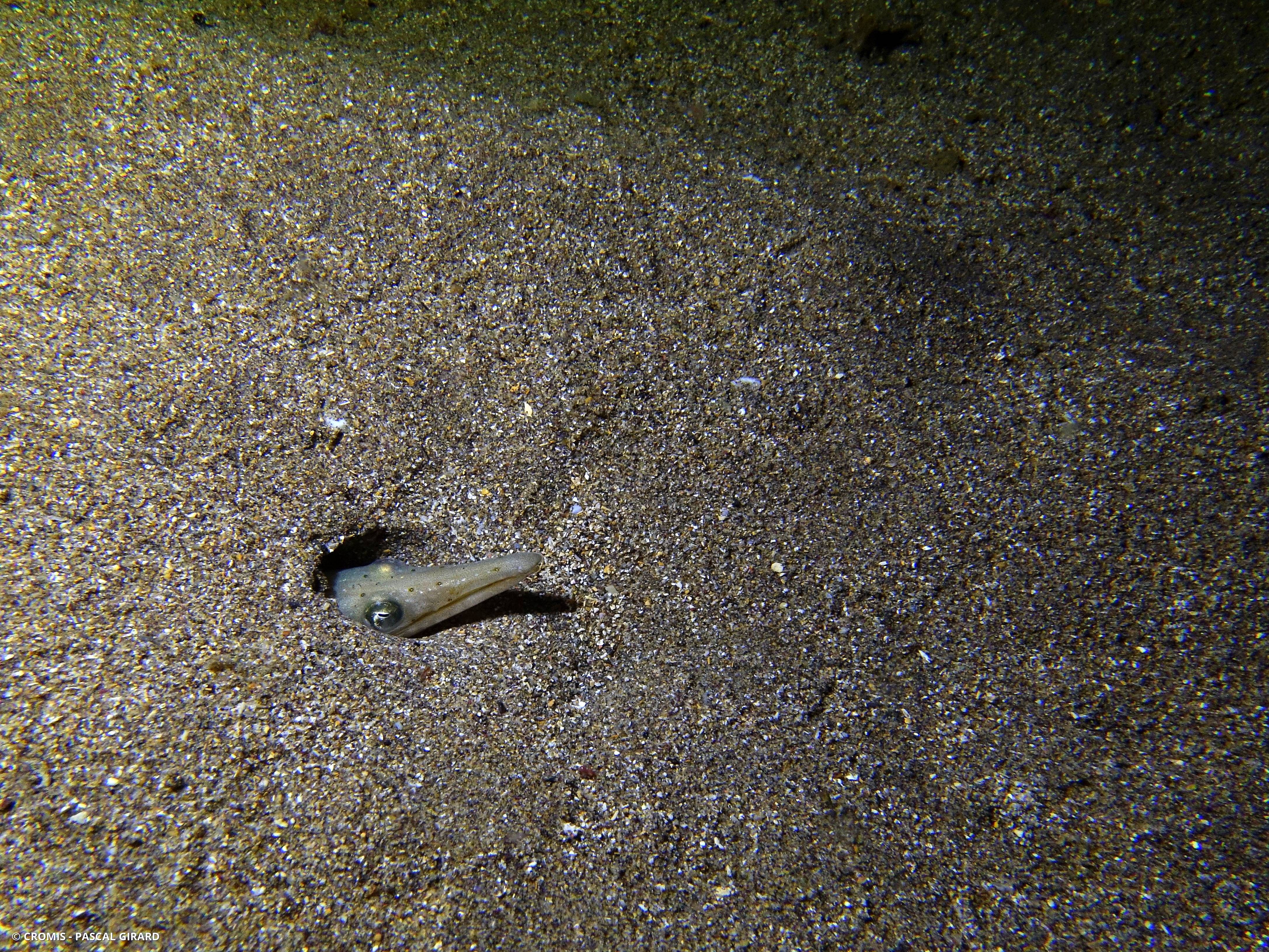 Serpenton à long nez