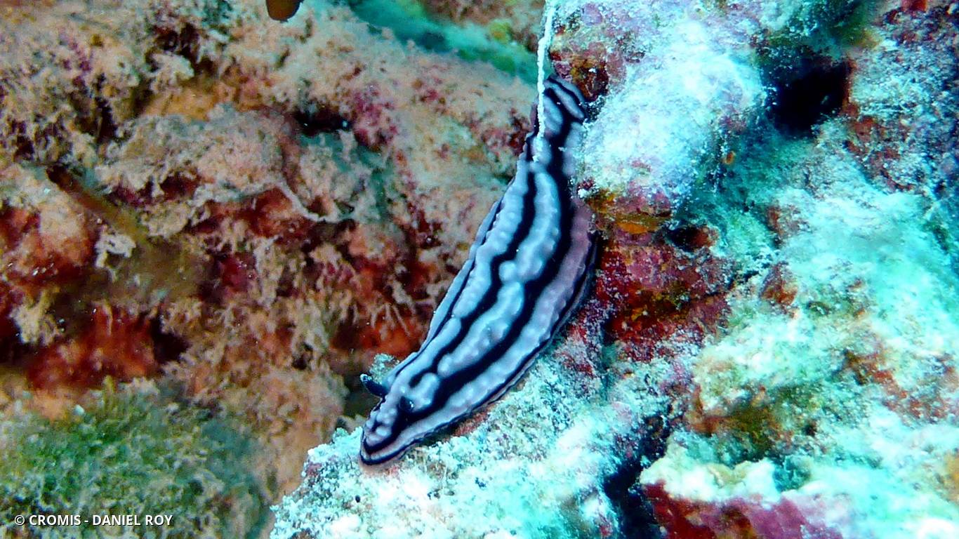 Phyllidielle striée