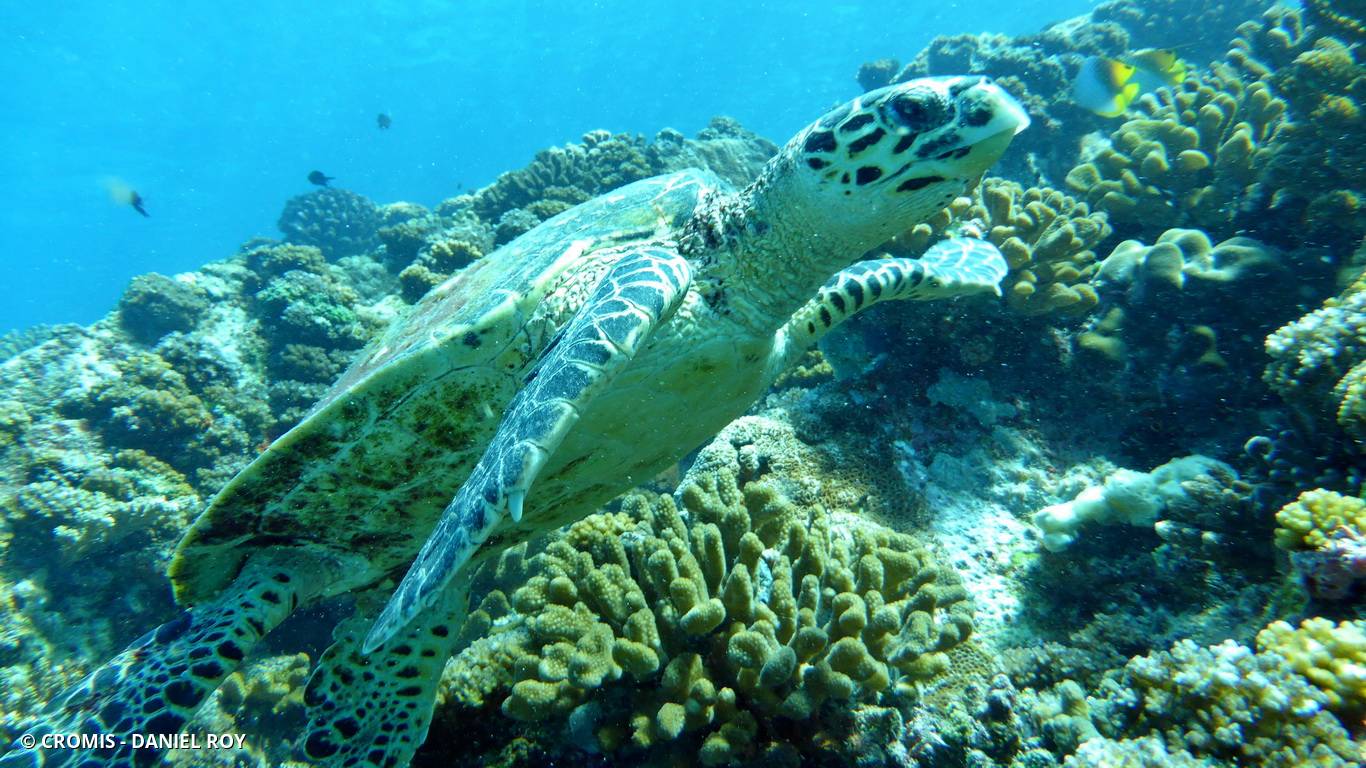 Tortue imbriquée