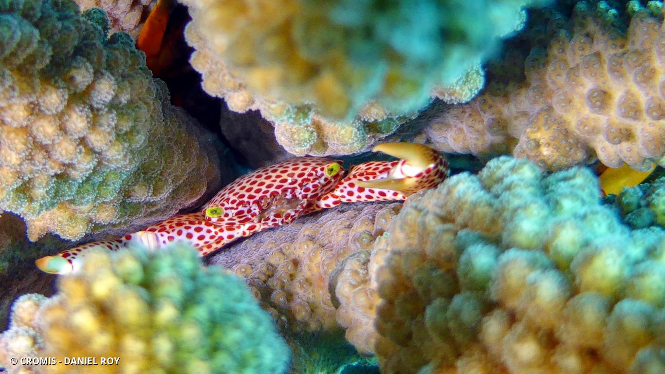 Crabe corallicole à pois rouges