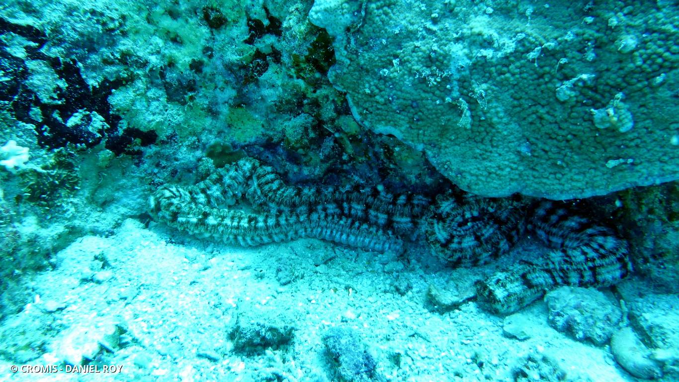Holothurie contractile
