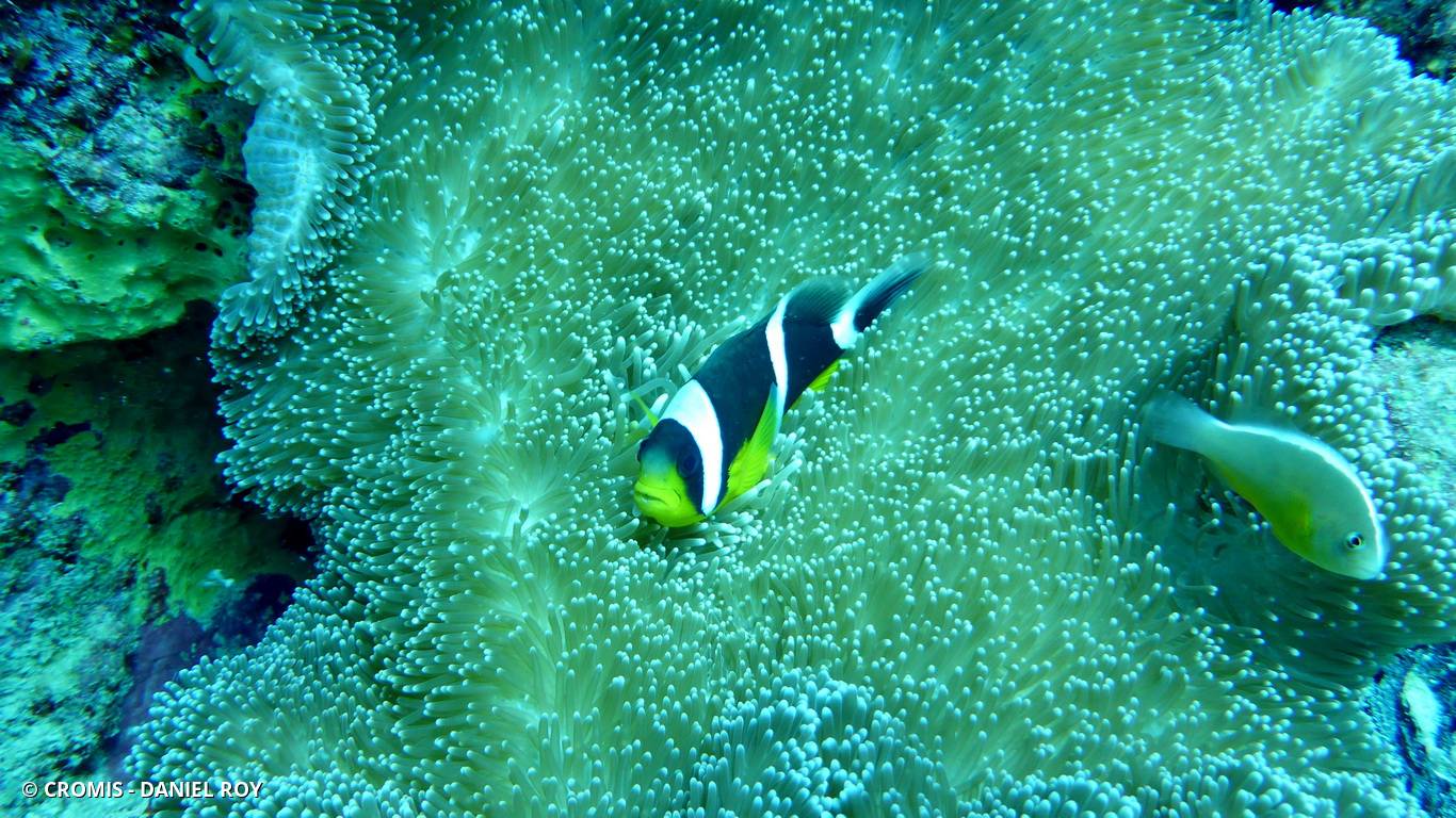Poisson-clown à queue sombre