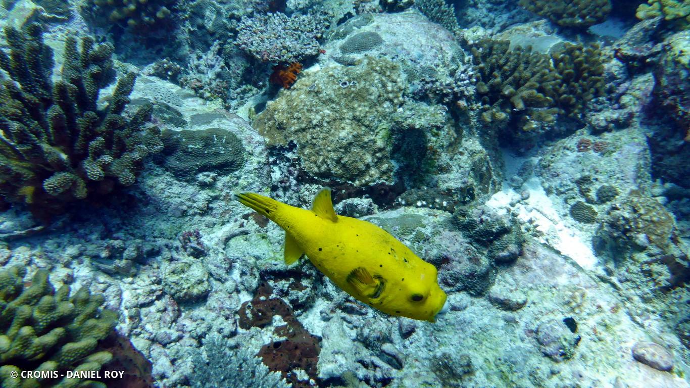 Poisson-ballon pintade