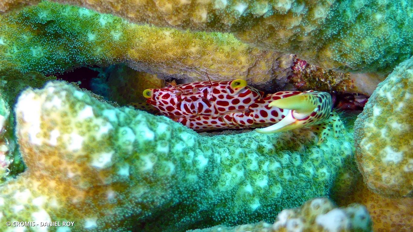 Crabe corallicole à pois rouges