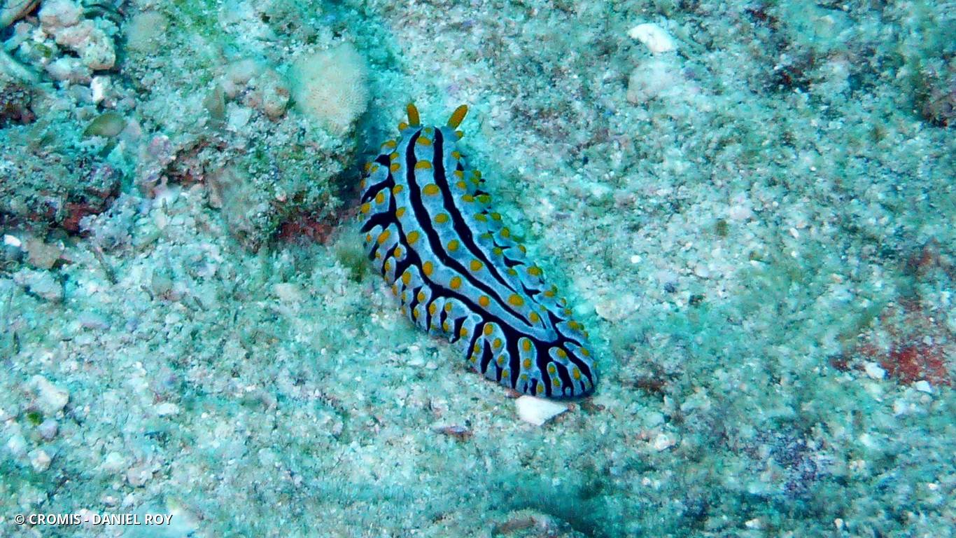 Phyllidie verruqueuse