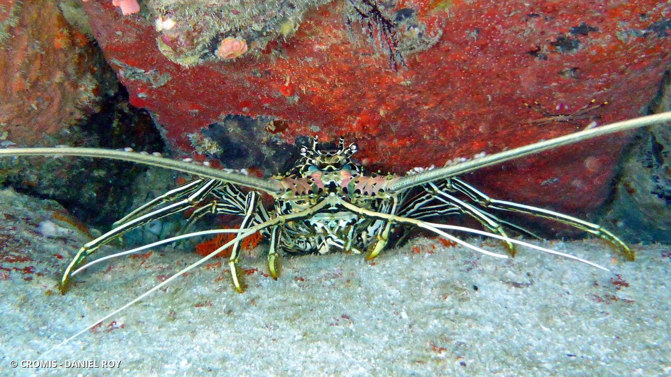 Langouste peinte