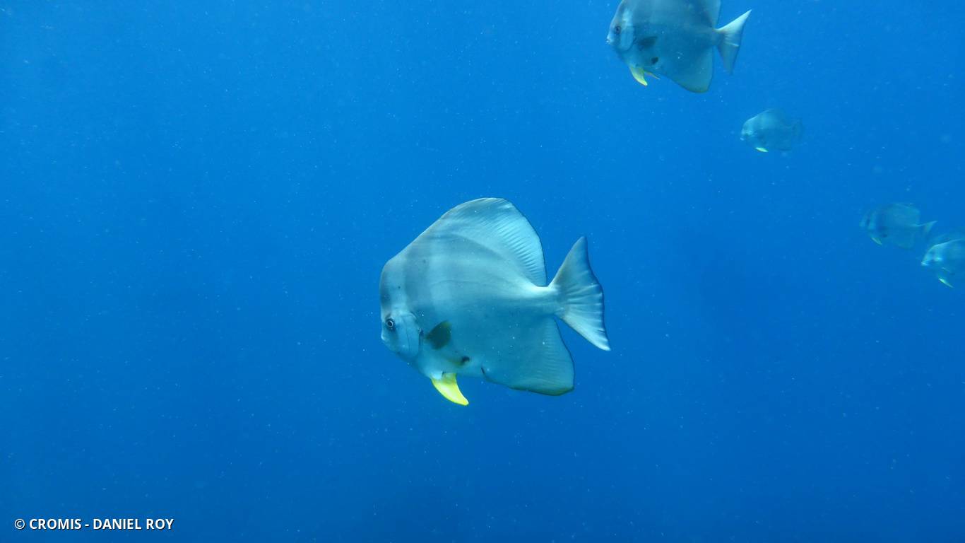 Platax orbiculaire
