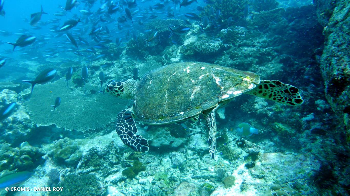 Tortue imbriquée