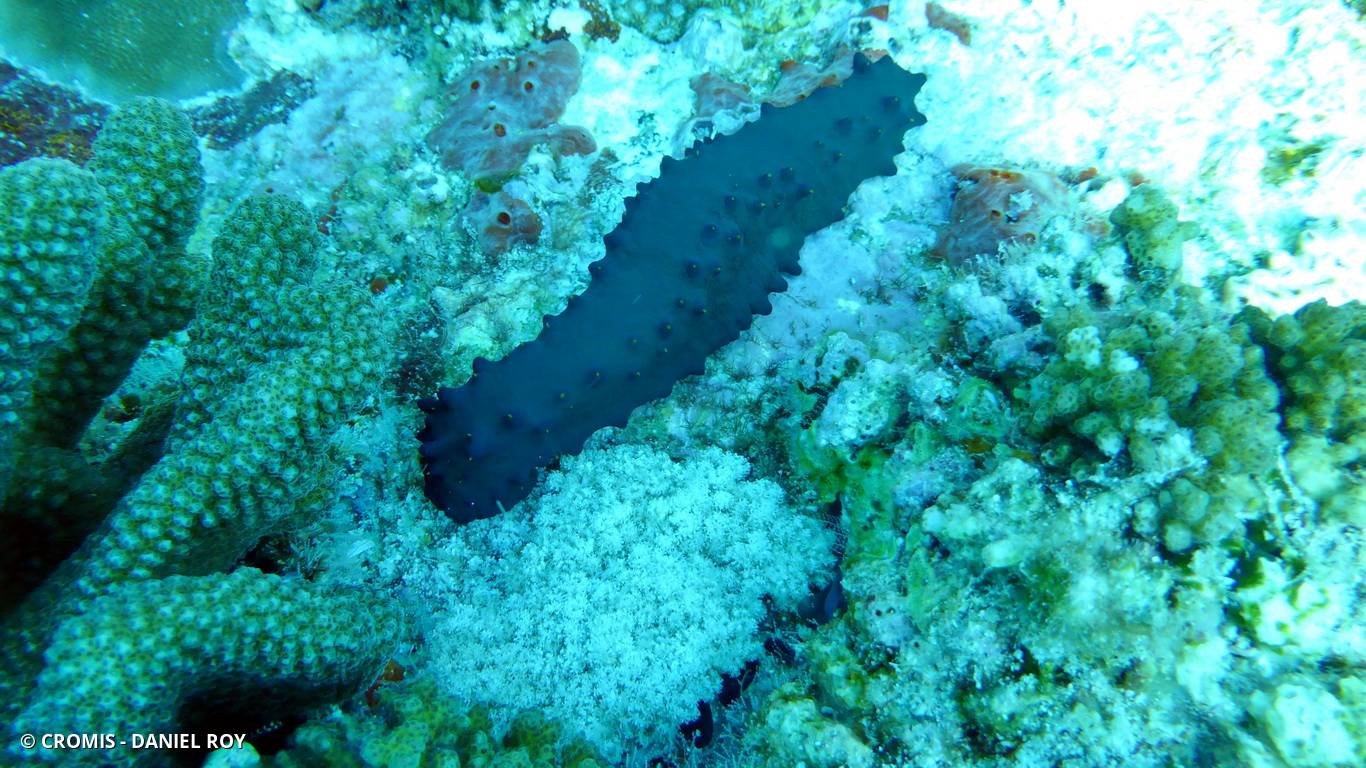 Holothurie verte