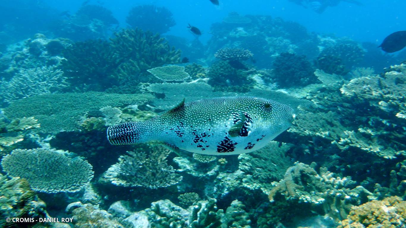 Poisson-ballon à points bleus