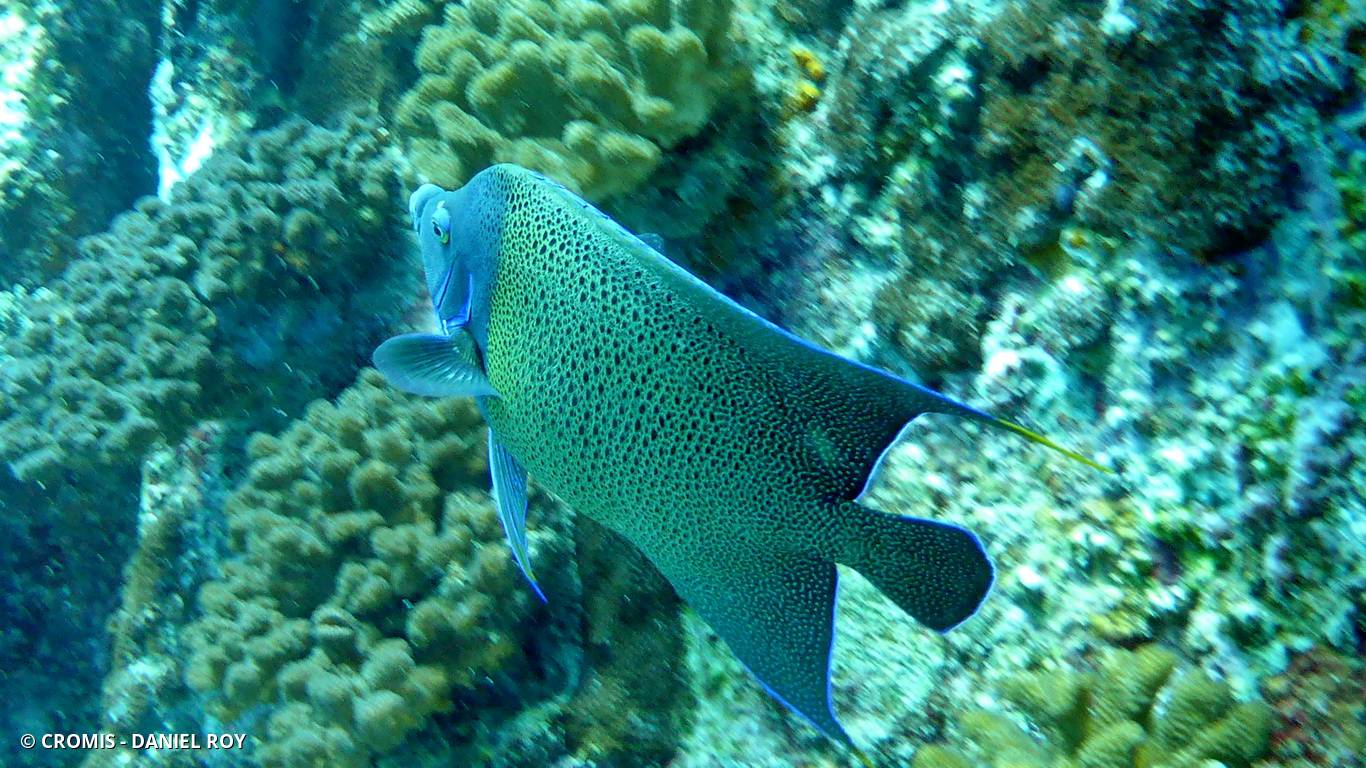 Poisson-ange à demi-cercles