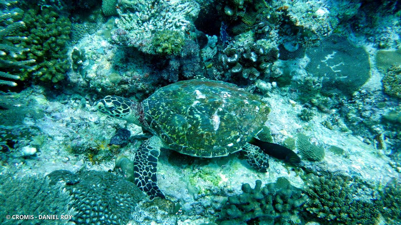 Tortue imbriquée