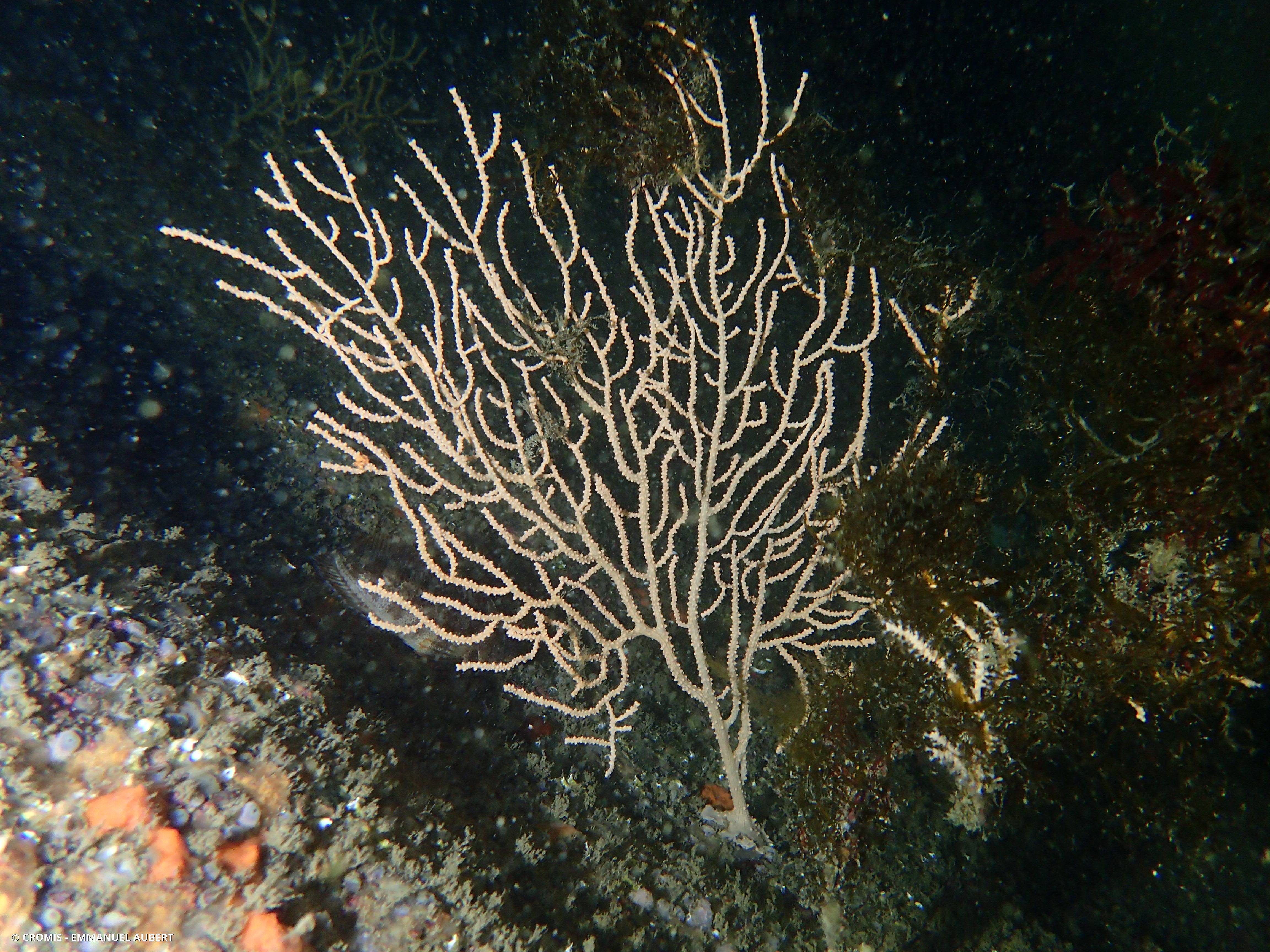 Gorgone verruqueuse