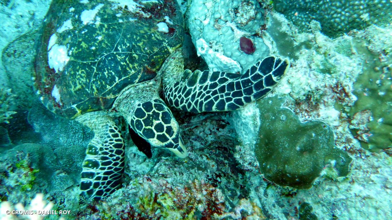 Tortue imbriquée