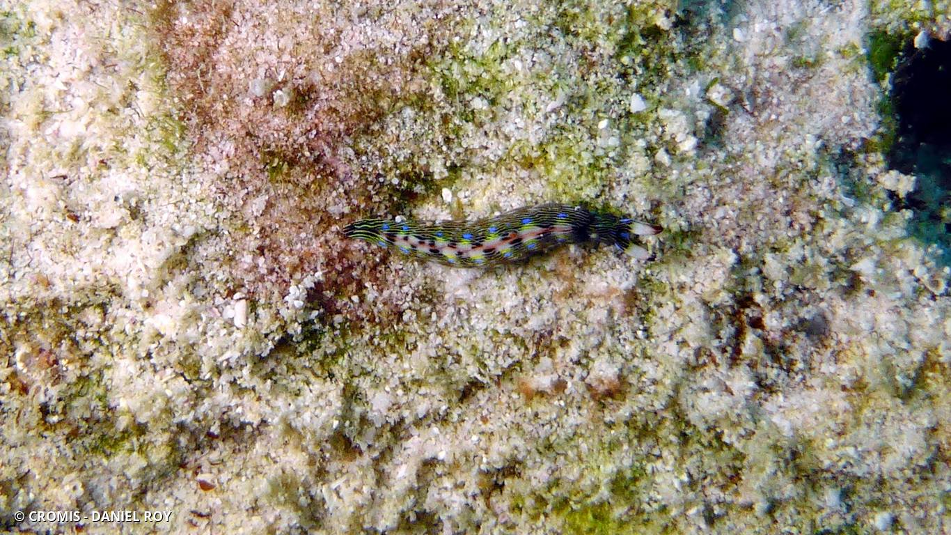Thuridille gracile