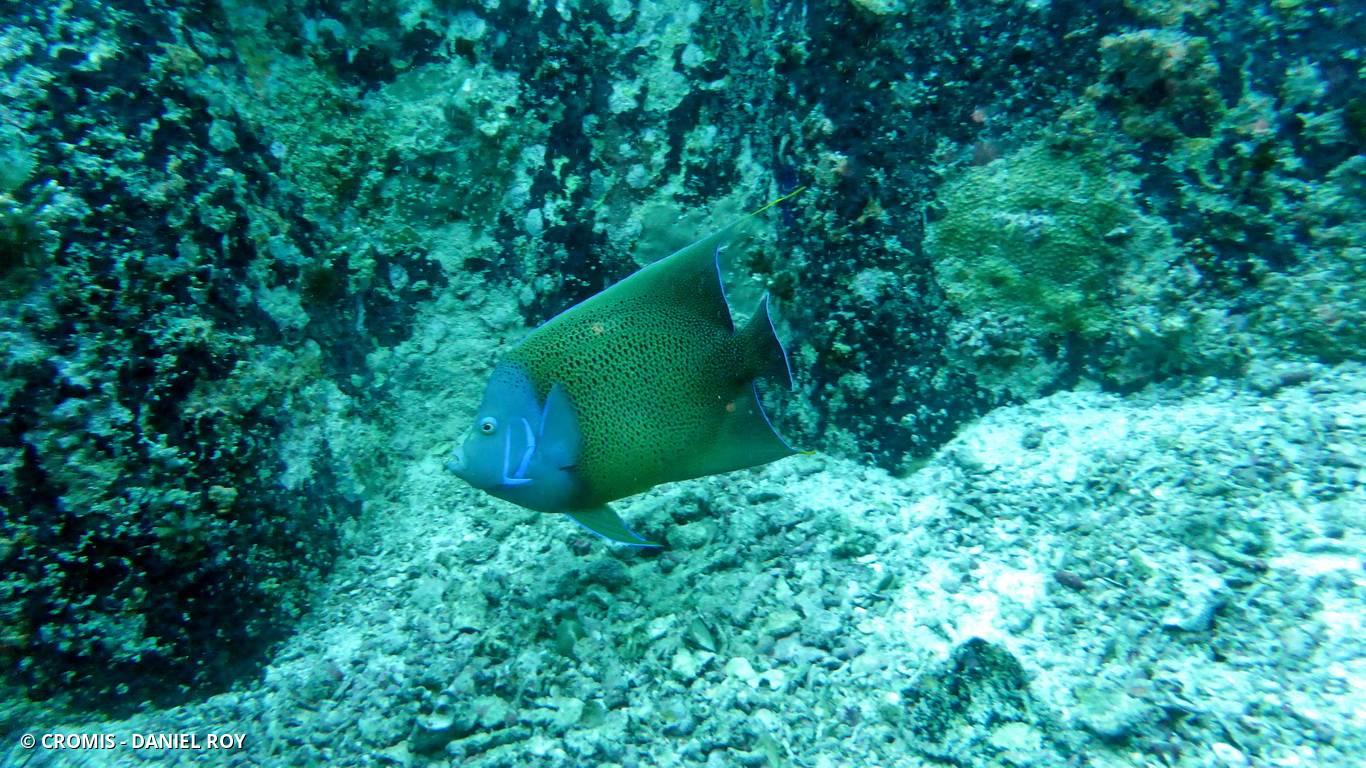 Poisson-ange à demi-cercles