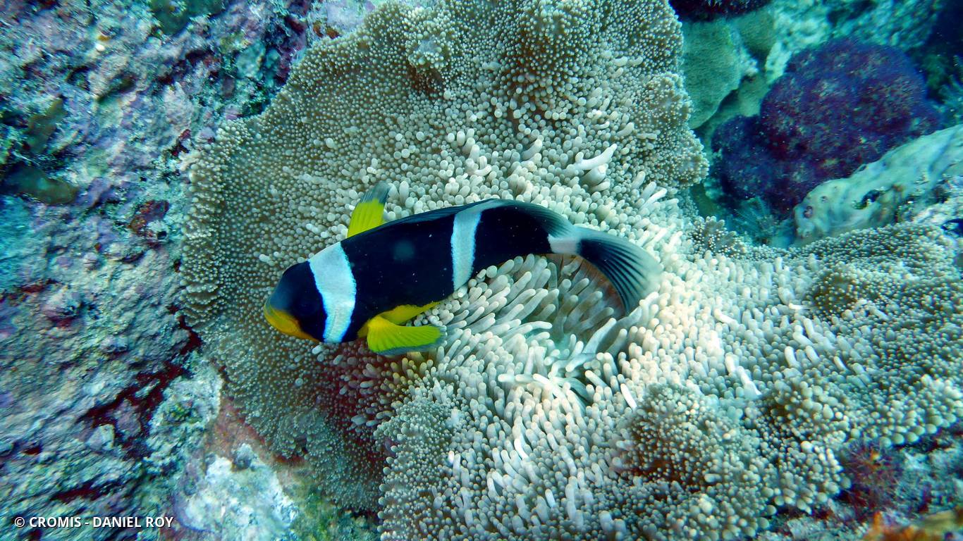 Poisson-clown à queue sombre