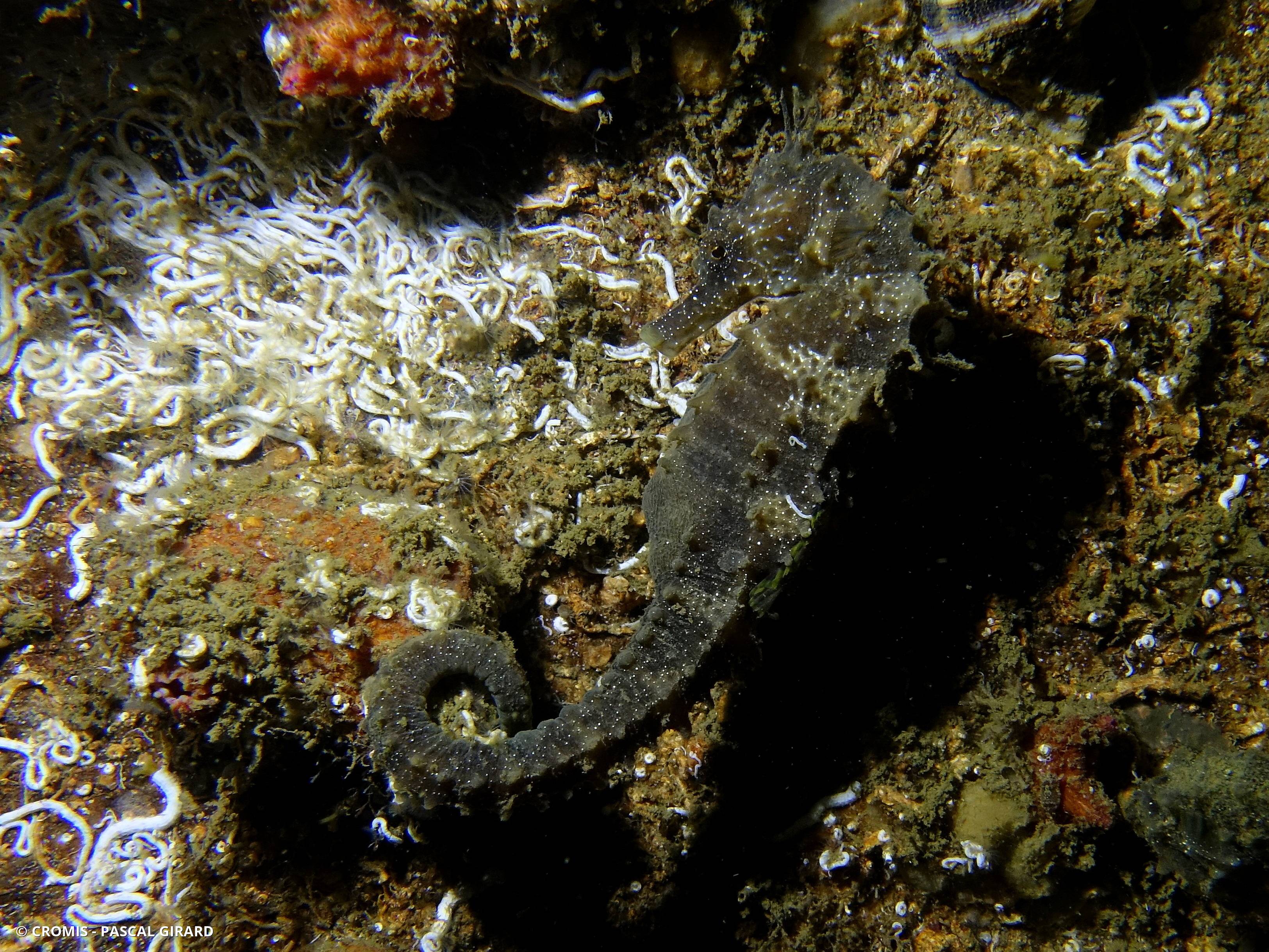 Hippocampe moucheté