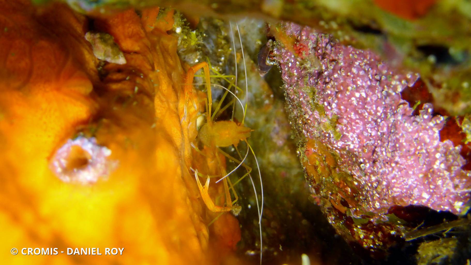 Crevette cavernicole jaune