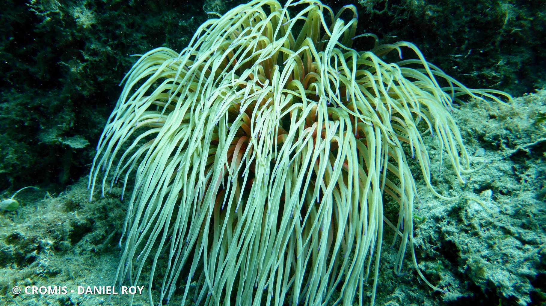 Anémone de mer verte