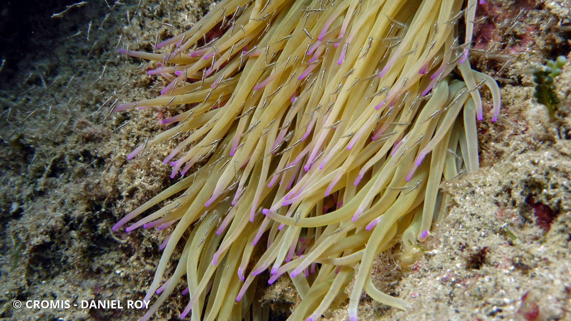 Leptomysis de Méditerranée
