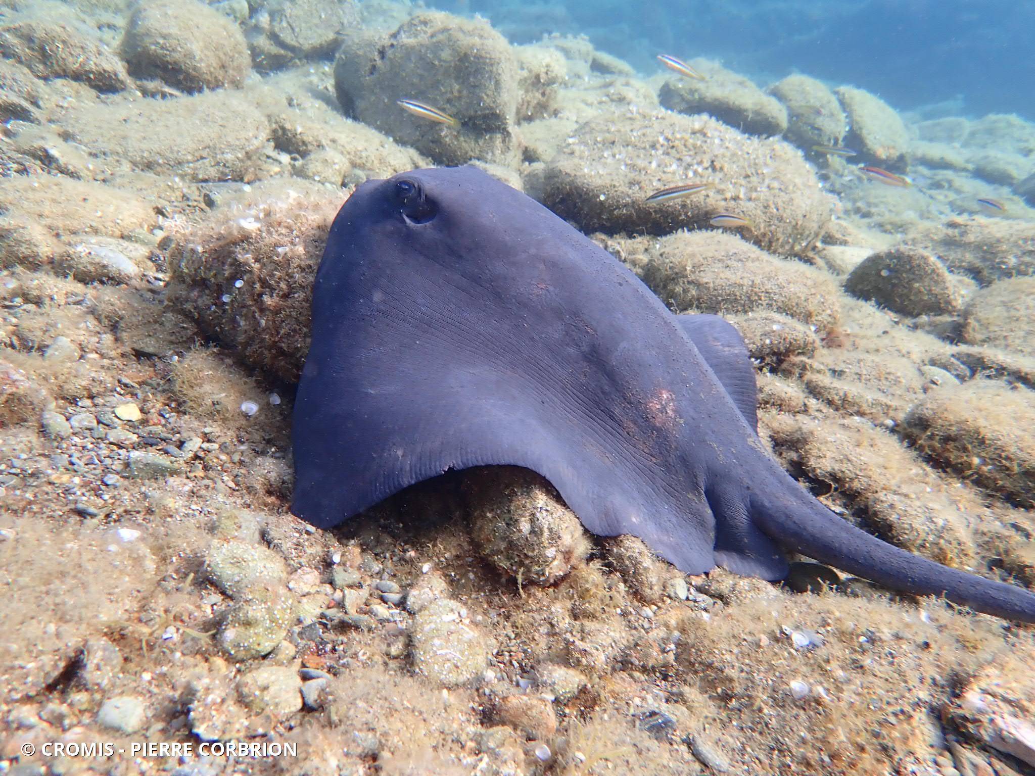 Pastenague violette