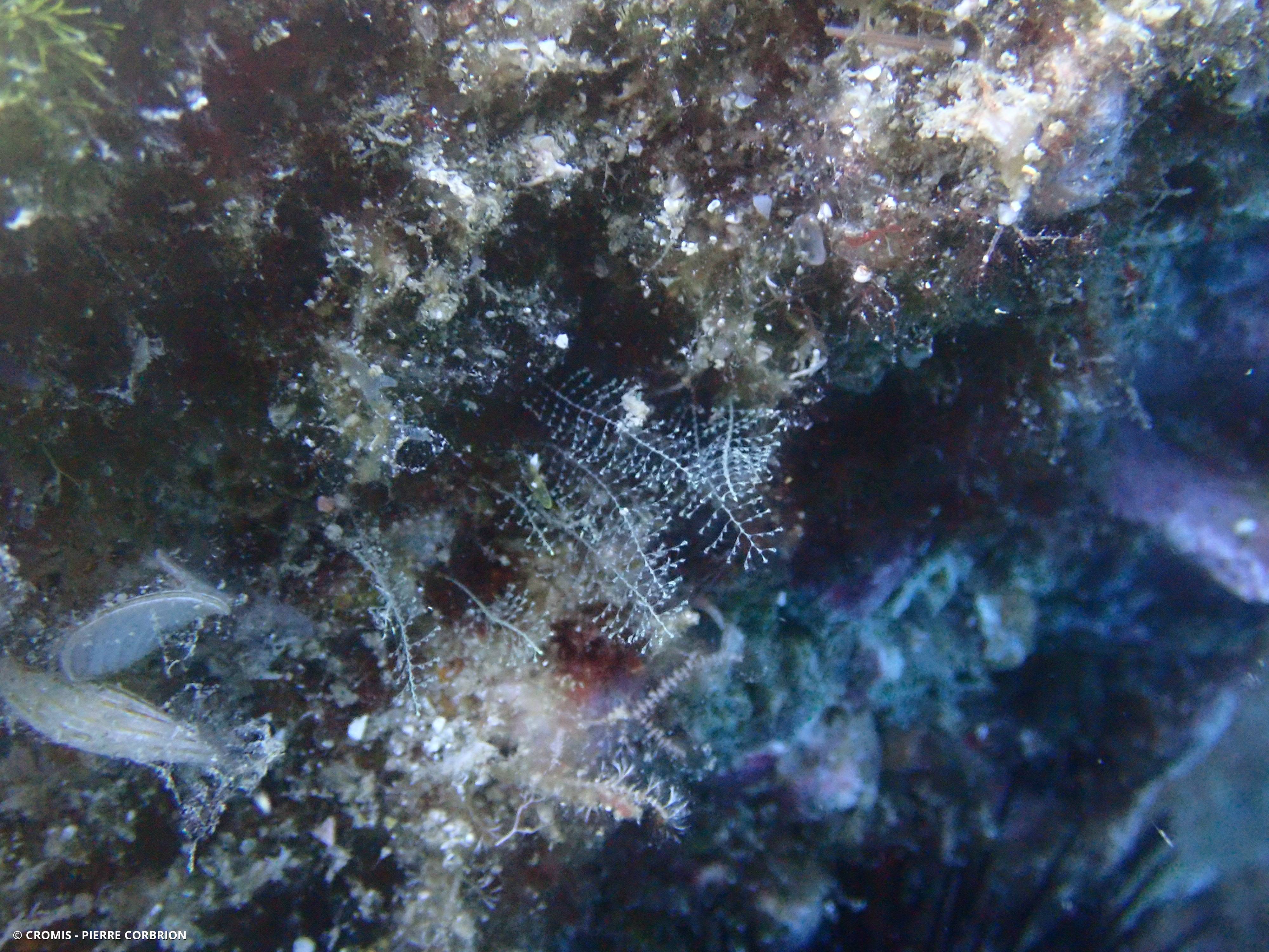 Halopteris de Liechtenstern