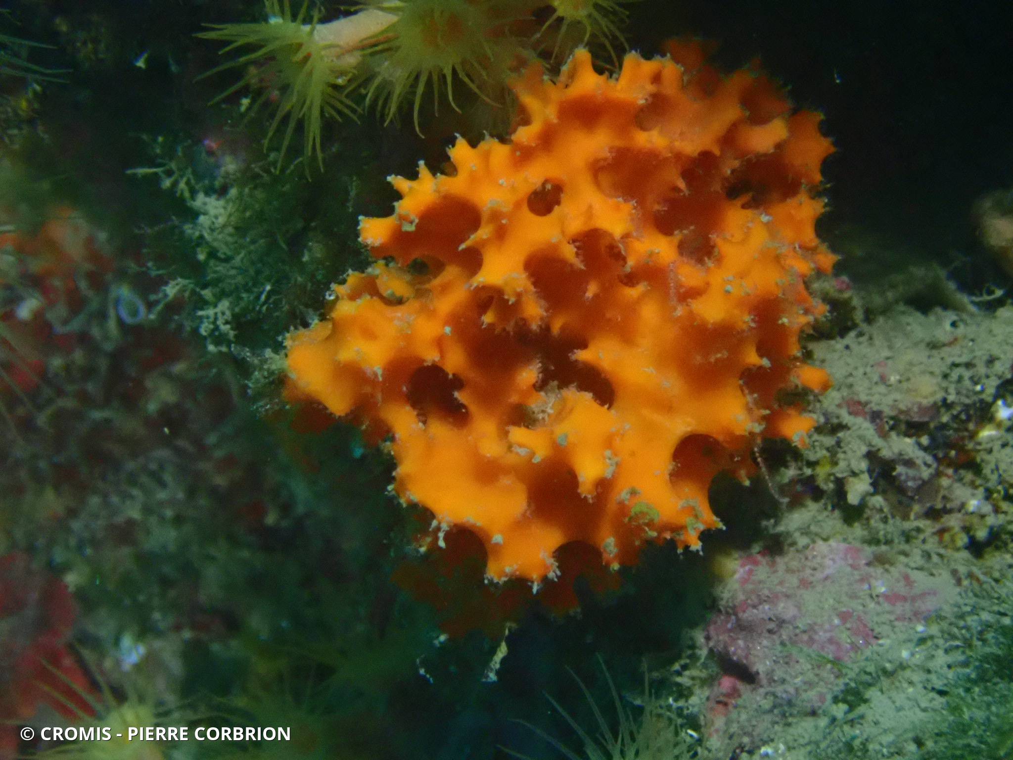 Eponge épineuse orange