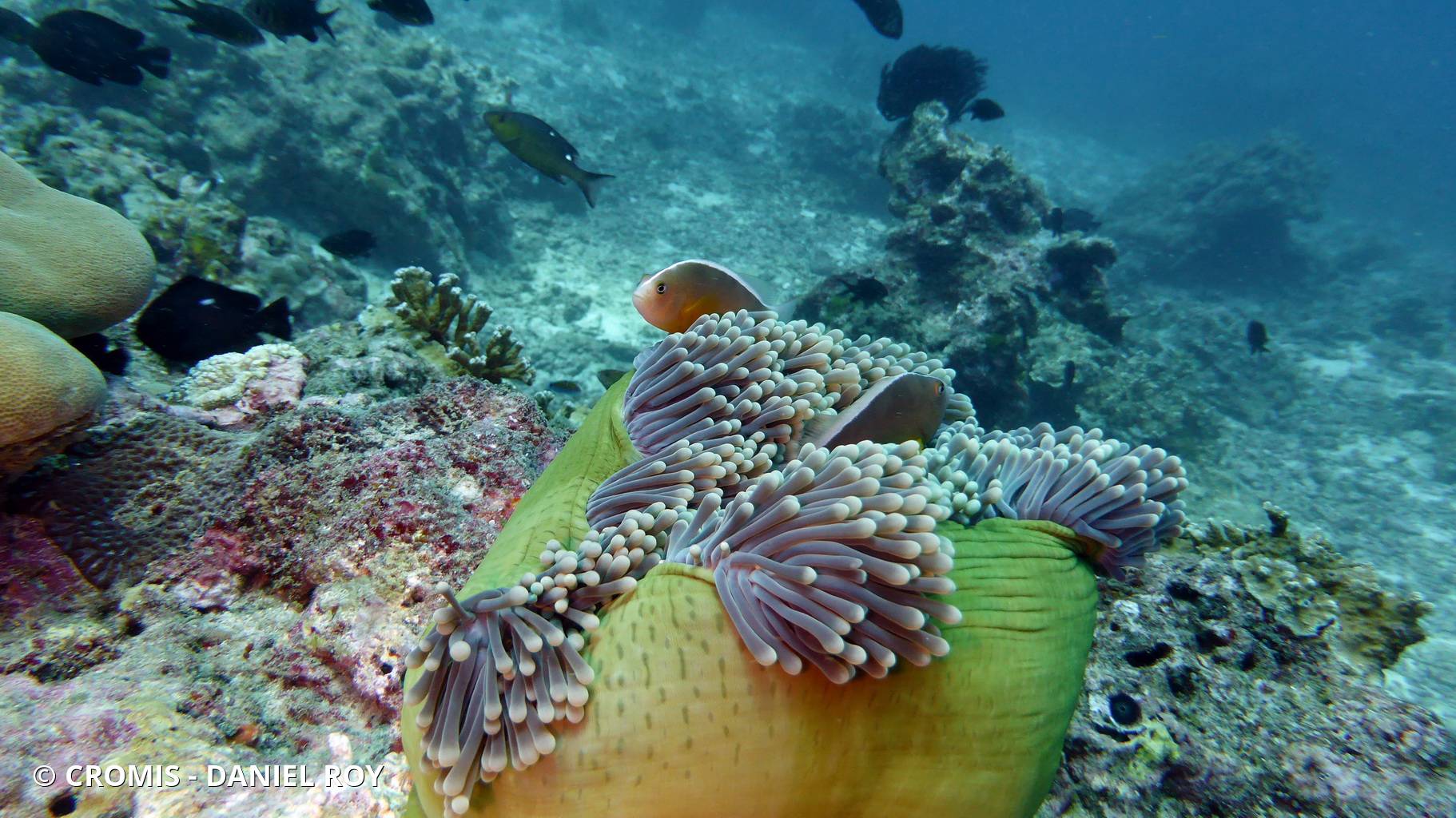 Poisson-clown mouffette