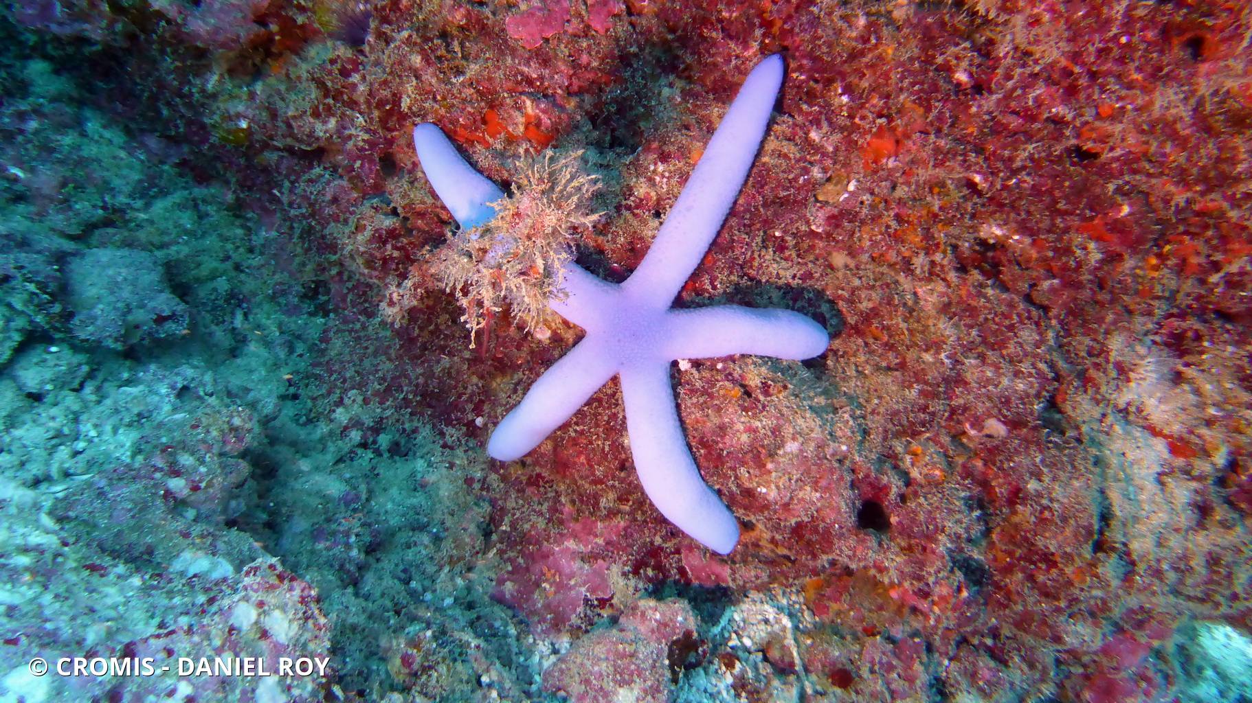 Linckia bleue
