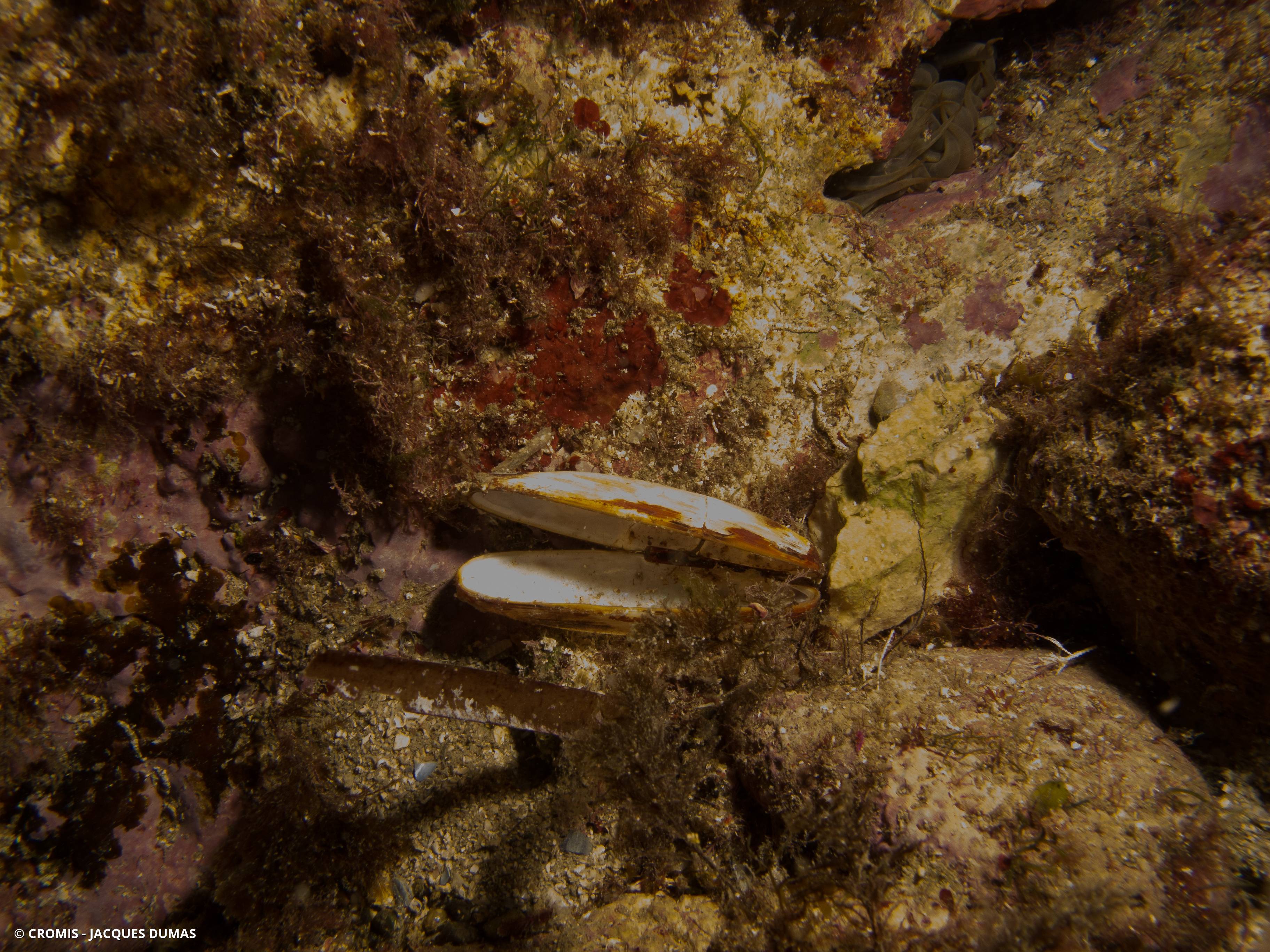 Datte de mer