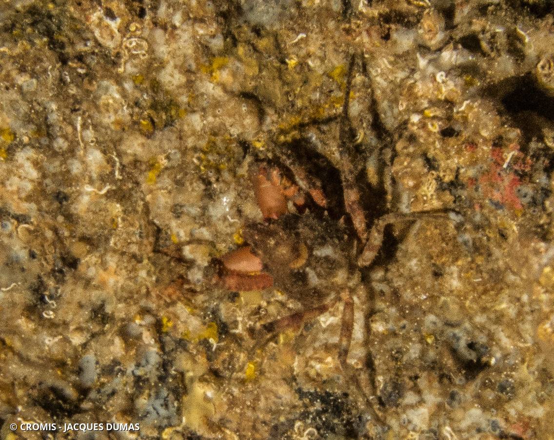 Araignée de mer ridée