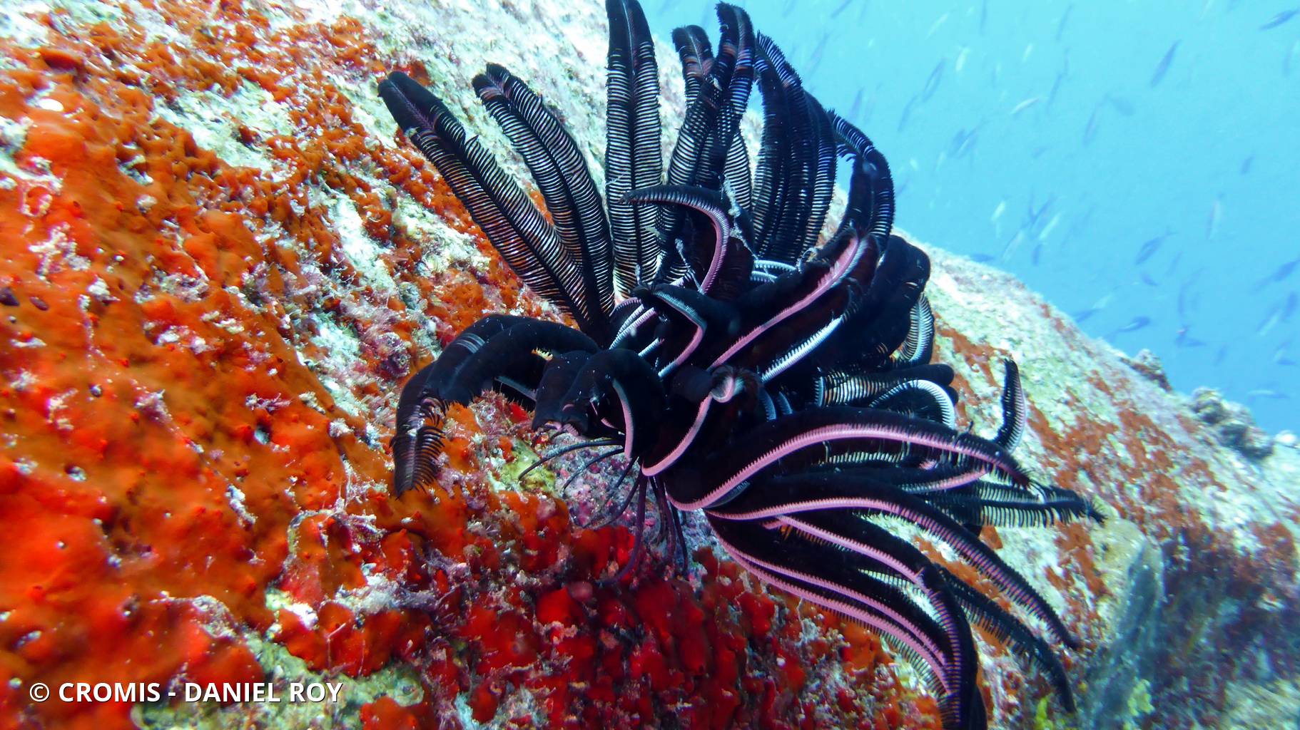 Cenometra bella