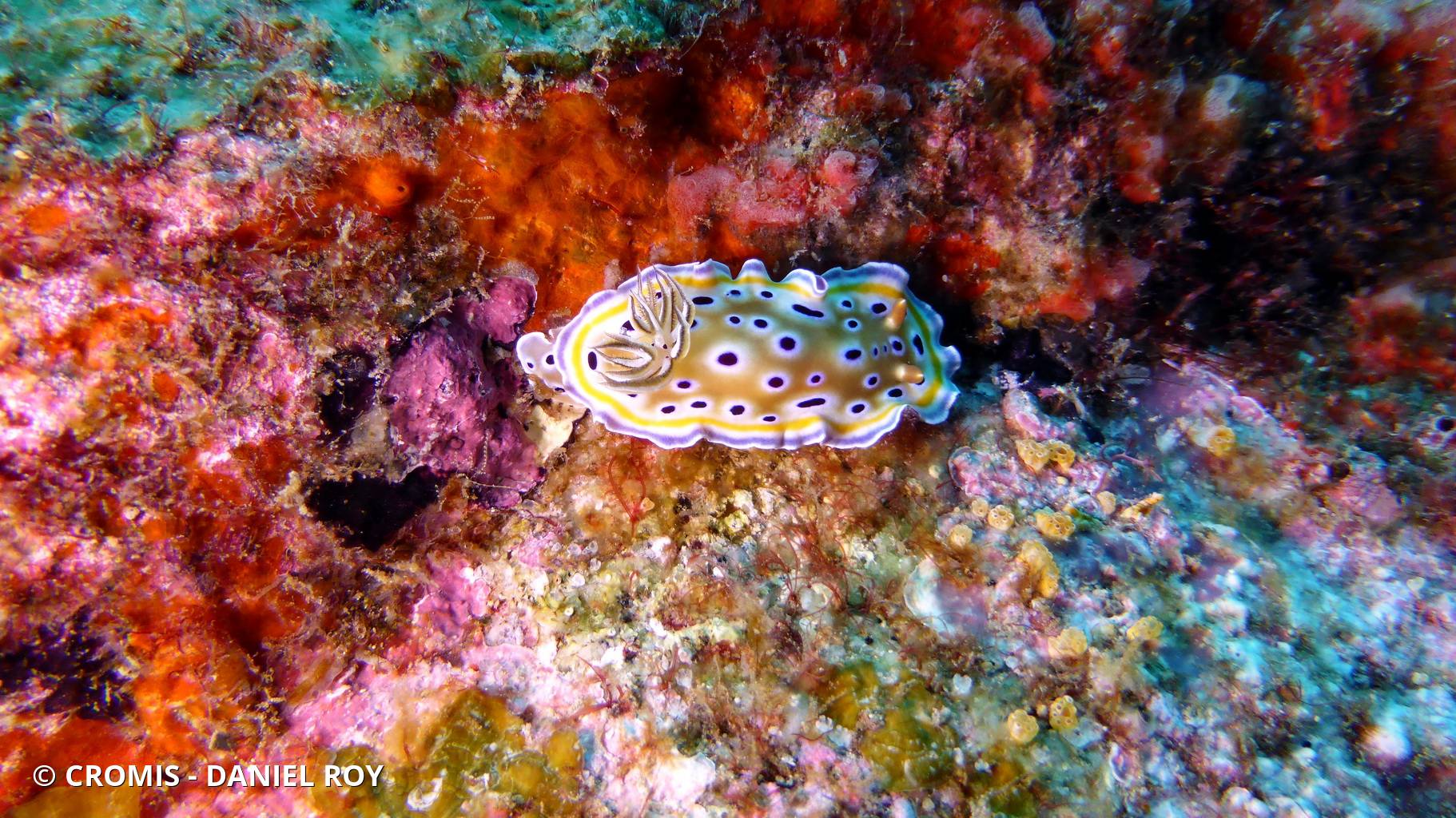 Chromodoris jumeau